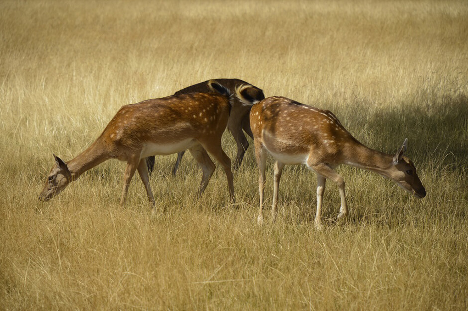 Deers in richmond park