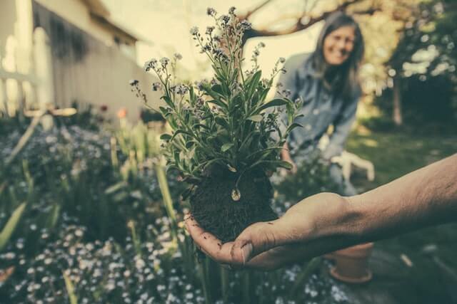 Garden, grass, hand