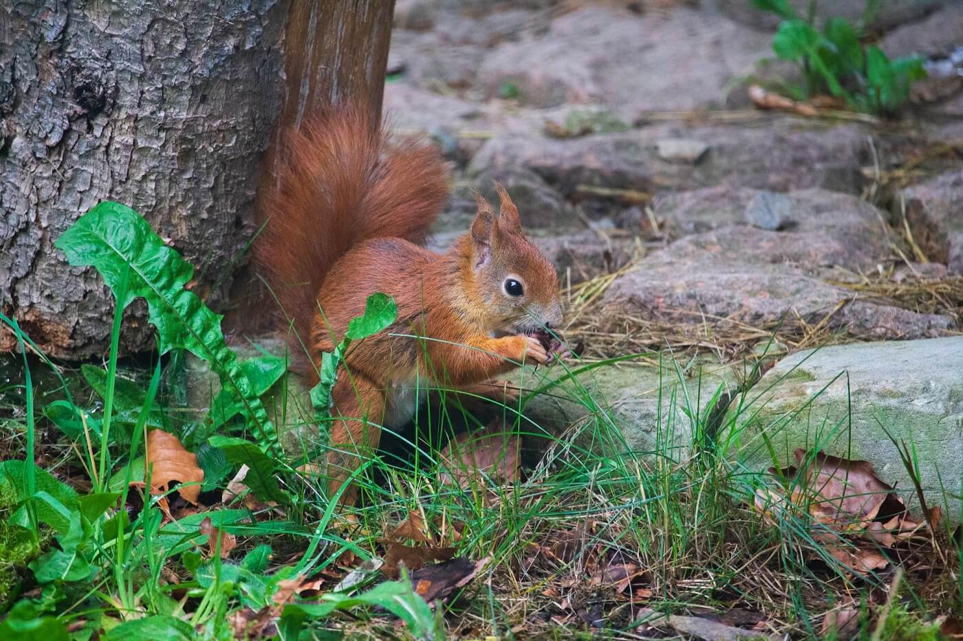 Squirrel in Finsbury Park