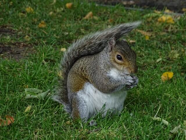 Squirrel in Regent's Park