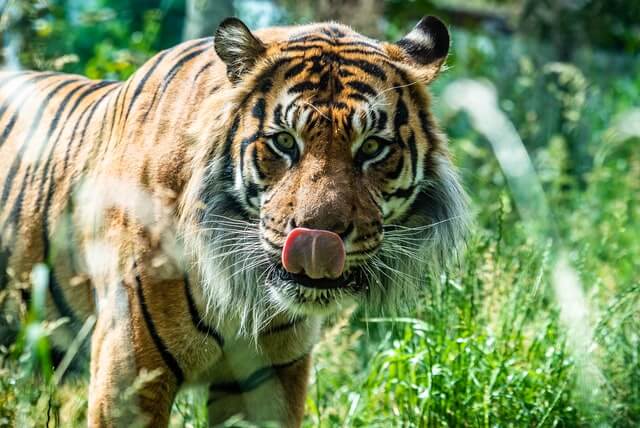 Tiger at London Zoo Outer Circle